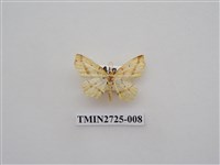 藏品(尺蛾280)的圖片